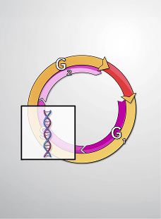 What is the Cell Cycle?
