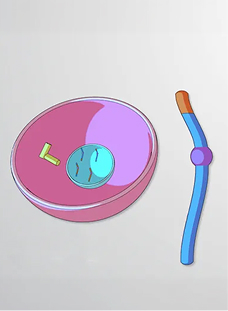 What is Meiosis?