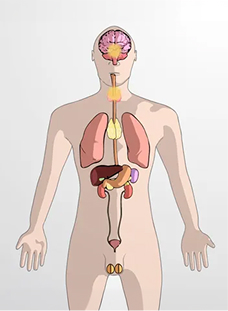 What is the Endocrine System?
