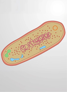 Prokaryotic Cells