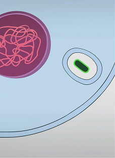 Eukaryotic Evolution