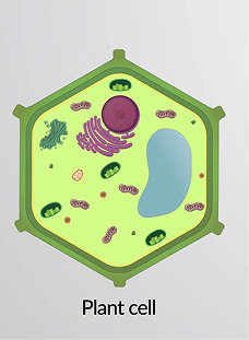 Animal and Plant Cell Structure