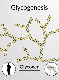 Overview of Metabolism