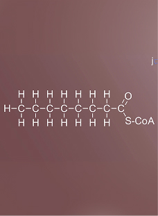Overview of Fatty Acid Metabolism