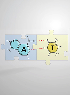 Base-pairing and DNA Repair