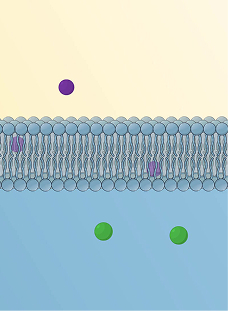 The Significance of Membrane Transport