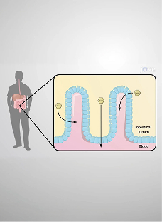 Glucose Absorption Into the Small Intestine