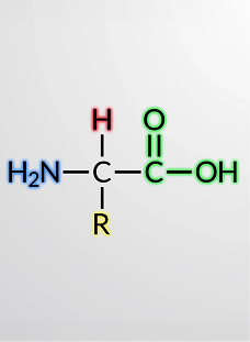 Amino acids