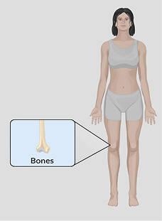 Overview of Anatomy and Physiology