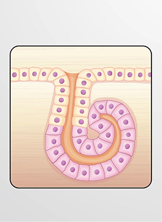 Epithelial Tissues and Their Functions