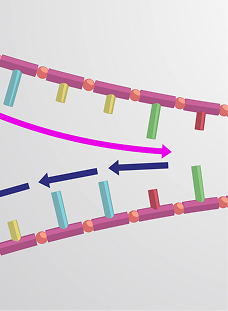 Lagging Strand Synthesis