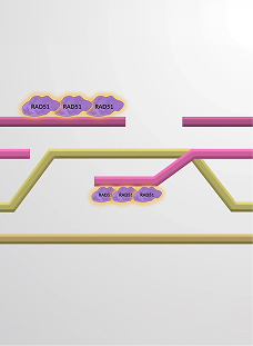 Homologous Recombination
