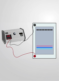 DNA Agarose Gel Electrophoresis