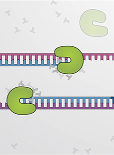 PCR - Polymerase Chain Reaction