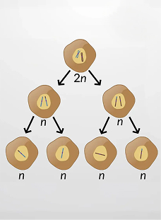 Meiosis vs. Mitosis